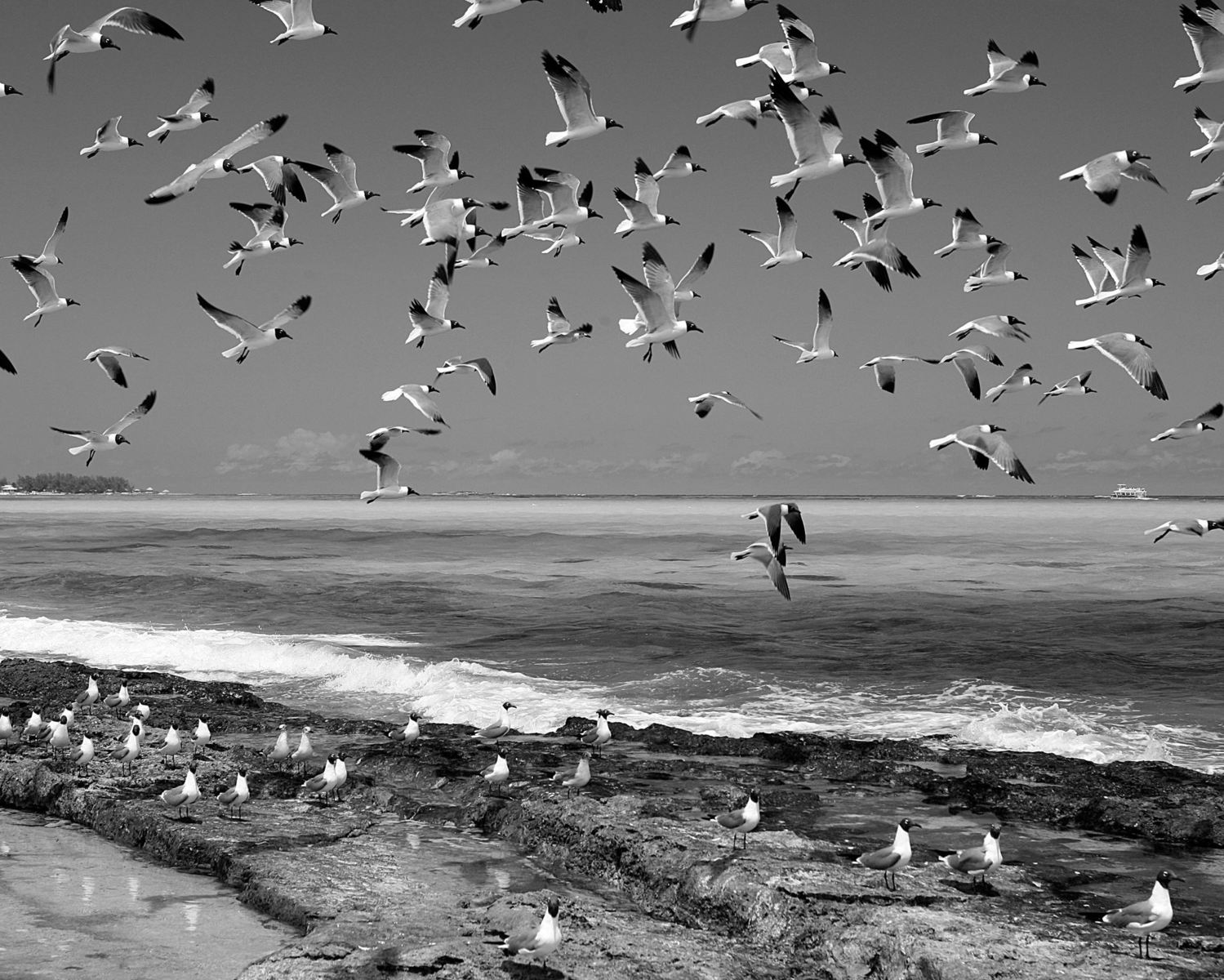 Flock of Birds
