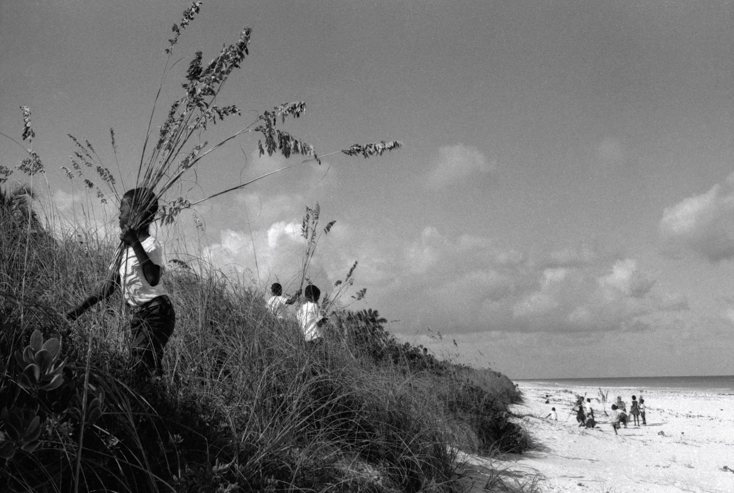 Collecting Sea Oats