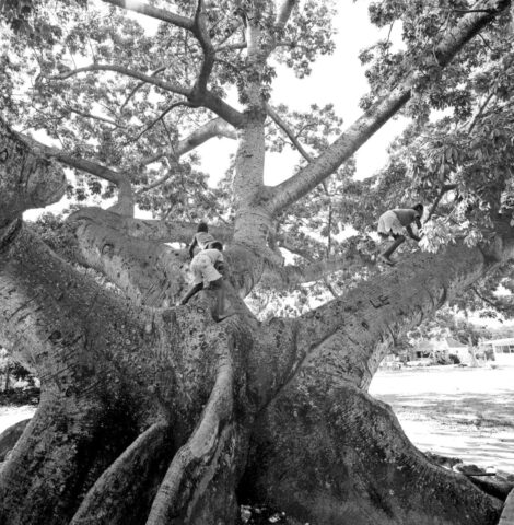 Climbing the Silk Cotton Tree