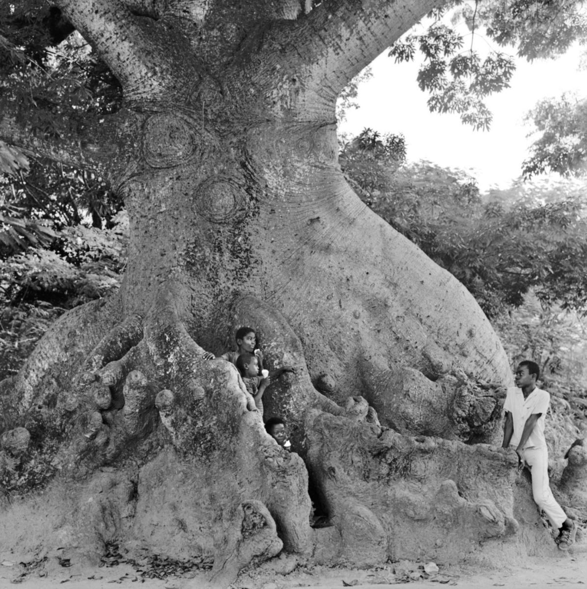 Ice Cream - Fox Hill II