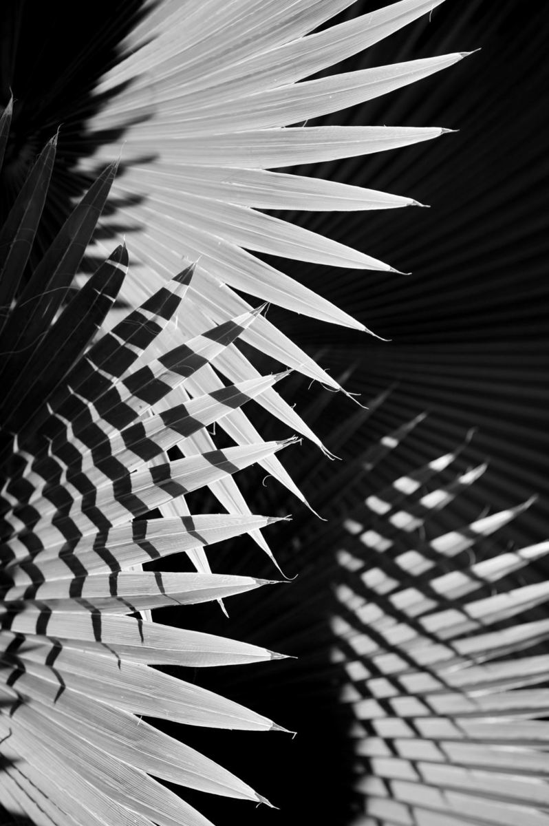 Palmetto Leaf Shadow