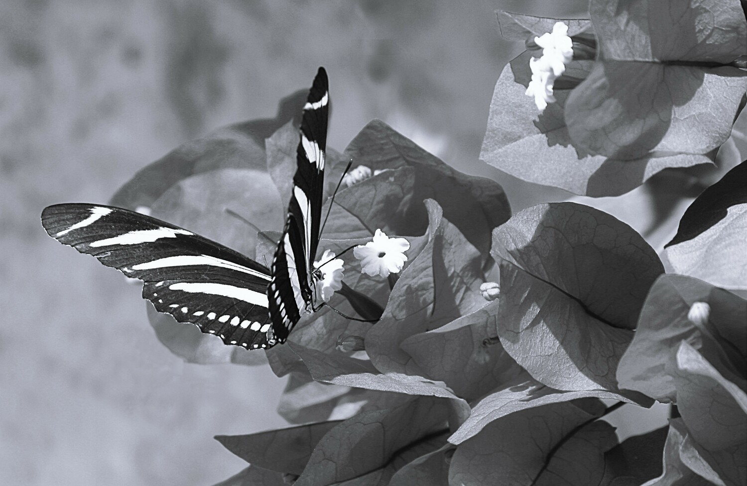 Butterfly and Bougainvillea