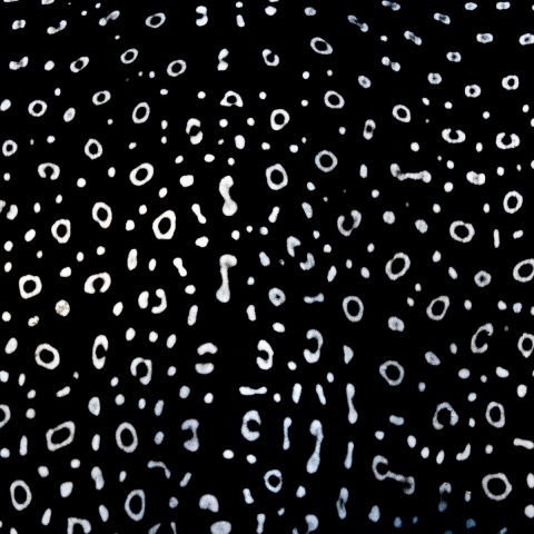 Spotted Eagle Ray ID