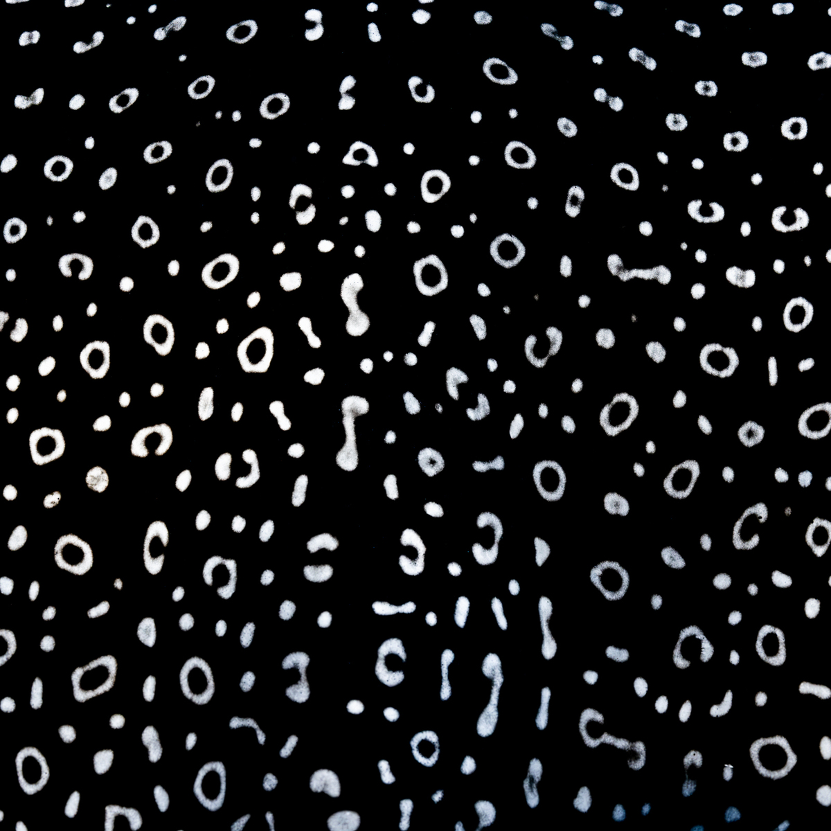 Spotted Eagle Ray ID