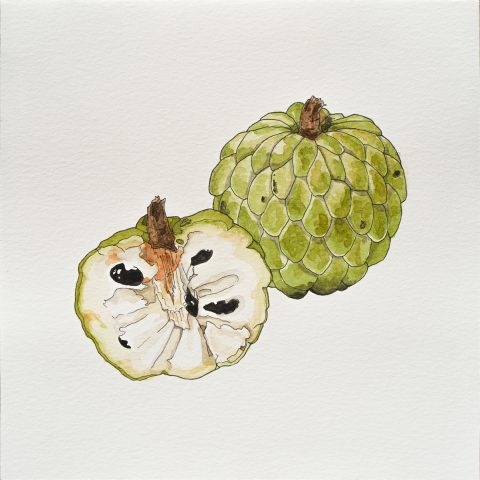 Sugar Apple