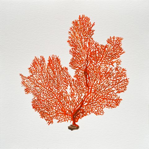 Sea Fan