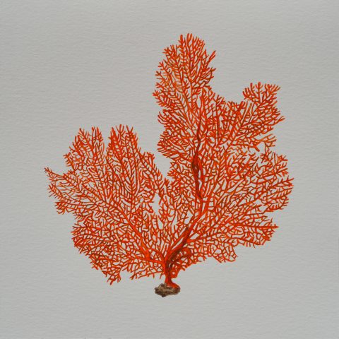 Sea Fan