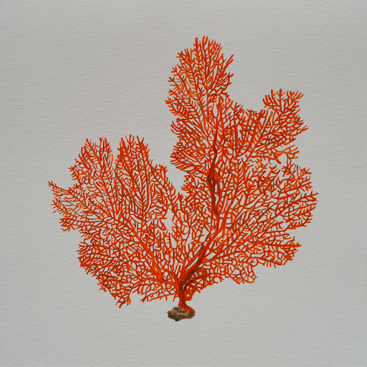 Sea Fan
