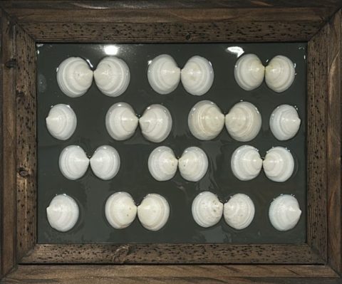 BNW Shells