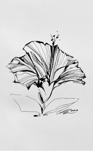 Hibiscus, sketch no. 2