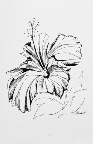 Hibiscus, sketch no. 1